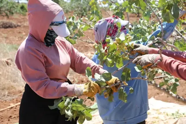 Kilosu 700 liraya çıktı, duyan tarlasına ekmek istiyor