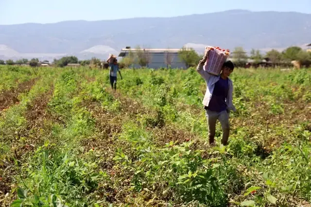 Çöl sıcağında ekmek mücadelesi: Öğlen 12'ye kadar çalışıp 1500 TL alıyorlar