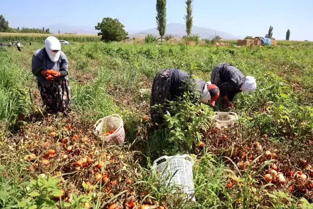 Çöl sıcağında ekmek mücadelesi: Öğlen 12'ye kadar çalışıp 1500 TL alıyorlar