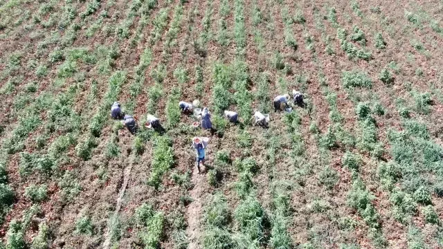 Çöl sıcağında ekmek mücadelesi: Öğlen 12'ye kadar çalışıp 1500 TL alıyorlar