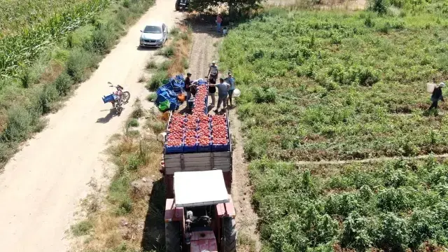 Çöl sıcağında ekmek mücadelesi: Öğlen 12'ye kadar çalışıp 1500 TL alıyorlar