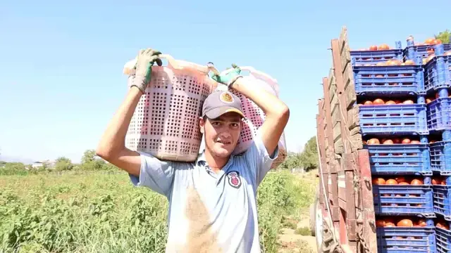 Çöl sıcağında ekmek mücadelesi: Öğlen 12'ye kadar çalışıp 1500 TL alıyorlar